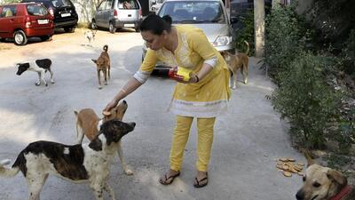 Several animal welfare organisations told the apex court, saying that pursuant to the stay imposed by the top court on March 4, animal lovers were being restrained from providing food and water to stray dogs. (Picture for representation only/HT Archive)
