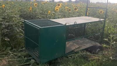 The wildlife department has set up a cage in Janetpur, Dera Bassi, to catch the animal. (HT Photo)