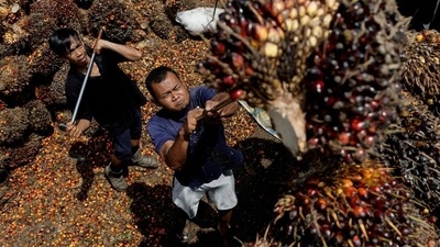 Indonesia to lift ban on palm oil exports from May 23 (Reuters) Indonesia to lift ban on palm oil exports from May 23 (Reuters)