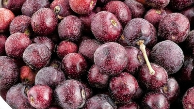 Natural cooling effect: Phalsa is infused with elevated water content, which makes this luscious summer fruit a perfect choice for cooling the heated up body, both on a hot day as well as during illnesses. (Pinterest) Natural cooling effect: Phalsa is infused with elevated water content, which makes this luscious summer fruit a perfect choice for cooling the heated up body, both on a hot day as well as during illnesses. (Pinterest)