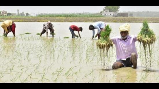 DSR Paddy Sowing Method Not An Overnight Success PAU Expert Hindustan Times