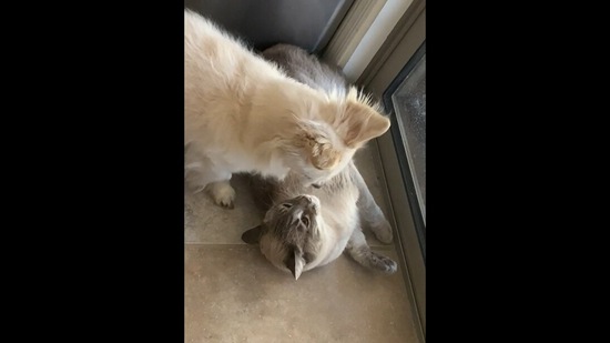 The dog can be seen lovingly grooming its cat sibling in this Reddit video.&nbsp;(Reddit/@TimidFoxieFox)