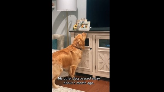 The golden retriever misses the dog that passed away and it's really heart-wrenching to watch.&nbsp;(beaunosebones/Instagram)