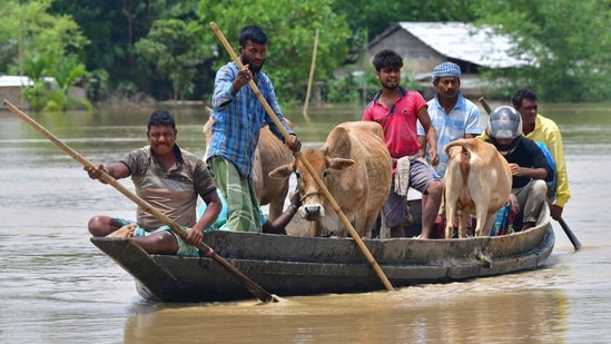  Villagers travel with their cattle on a boat through a flooded area after heavy rains in Nagaon district, Assam.(AFP)