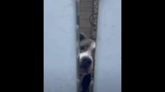 This doggo s bark sounds like a car engine netizens can t stop