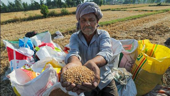 A scorching summer in several wheat growing states cut yields by up to 20%, prompting the government to pare its estimates of the winter staple after five straight years of record harvest. (PTI) A scorching summer in several wheat growing states cut yields by up to 20%, prompting the government to pare its estimates of the winter staple after five straight years of record harvest. (PTI)