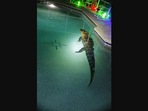 The image shows the huge alligator that was found in a family's swimming pool.
