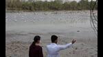 Navi Mumbai Municipal Corporation is contemplating to develop designated viewing point for migratory birds. (BACHCHAN KUMAR/HT PHOTO) Navi Mumbai Municipal Corporation is contemplating to develop designated viewing point for migratory birds. (BACHCHAN KUMAR/HT PHOTO)
