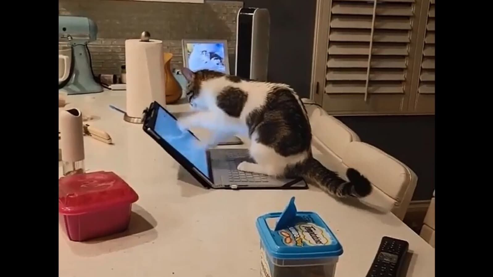 Video involving cat and laptop is amusing. People find it relatable too | Trending