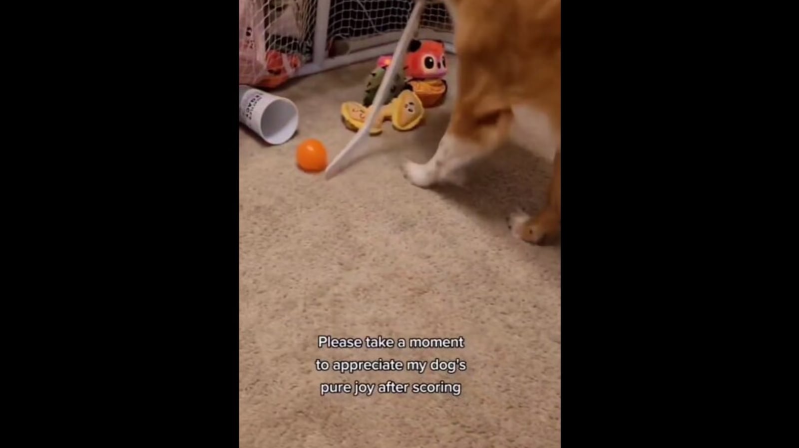 Dog uses toy hockey stick to score a goal. Video shows his pure joy