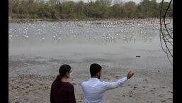 Navi Mumbai Municipal Corporation is contemplating to develop designated viewing point for migratory birds. (BACHCHAN KUMAR/HT PHOTO)