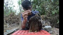 An animal lover feeds water to a sparrowhawk in Thane. Around 65 animals including pets and birds have been impacted by the heat wave in April and May within Thane city. Two dogs have also died due to the heat. (PRAFUL GANGURDE/HT PHOTO)