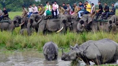 The encroachments, constructions and damage to wildlife corridors impact movement of wild animals escaping from the park to the hills in Karbi Anglong especially during the annual floods that submerge a large portion of Kaziranga National Park and Tiger Reserve. (PTI PHOTO.) The encroachments, constructions and damage to wildlife corridors impact movement of wild animals escaping from the park to the hills in Karbi Anglong especially during the annual floods that submerge a large portion of Kaziranga National Park and Tiger Reserve. (PTI PHOTO.)