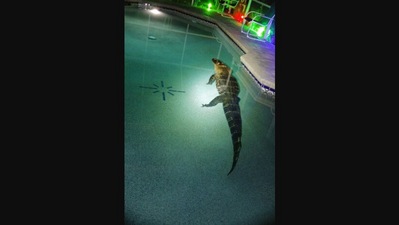 The image shows the huge alligator that was found in a family's swimming pool. (Facebook/@Charlotte County Sheriff's Office)