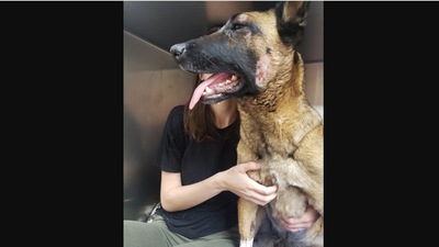 The image, taken from the viral Instagram post, shows Eva. She is the dog who fought with a mountain lion to save her pet mom. (Instagram/@weratedogs)