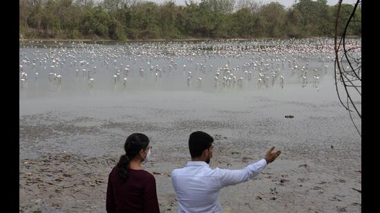 Navi Mumbai Municipal Corporation is contemplating to develop designated viewing point for migratory birds. (BACHCHAN KUMAR/HT PHOTO)