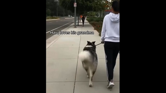 The image, taken from the Instagram video, shows the dog walking towards his grandma who is in disguise.(Instagram/@harukithemalamute)
