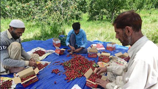 Freshly harvested cherries being packed into boxes at an orchard in Ganderbal’s Kangan. (Waseem Andrabi/Hindustan Times)