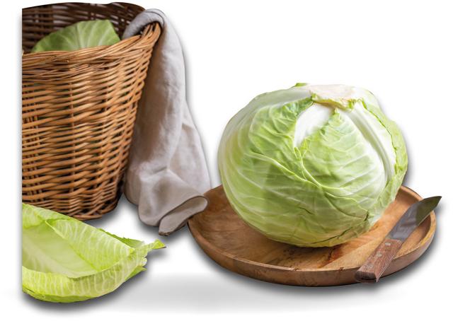 The cabbage has no Indian origin and was introduced to India by the Europeans after 1850