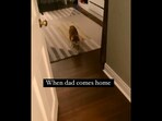 The image, taken from the Instagram video, shows the cat walking towards the door to meet her dad.(Instagram/@nellythetinycat)