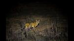 Mirzapur is a place for small mammals, especially wild cats. But, with every passing year, a bit of the wilderness vanishes as new development springs up (Kartik Singh) Mirzapur is a place for small mammals, especially wild cats. But, with every passing year, a bit of the wilderness vanishes as new development springs up (Kartik Singh)