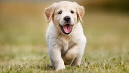 पंचकूला रजिस्ट्रेशन ऑफ पेट डॉग्स बायलॉज, 2010 के तहत कुत्ते के मालिकों के लिए अपने पालतू जानवरों का पंजीकरण कराना अनिवार्य है।  (गेटी इमेजेज/आईस्टॉकफोटो)