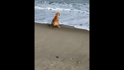 The image, taken from the Instagram video, shows the dog trying to save its paws from seawater while visiting a beach. (Instagram/@hudsonbegood)