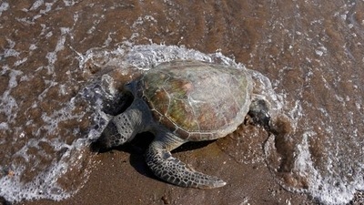 Reptiles led the way with 257 species considered lost, followed by 137 species of amphibians, 130 species of mammals and 38 species of birds. (AP file) Reptiles led the way with 257 species considered lost, followed by 137 species of amphibians, 130 species of mammals and 38 species of birds. (AP file)
