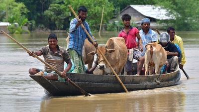 Villagers travel with their cattle on a boat through a flooded area after heavy rains in Nagaon district, Assam. (AFP) Villagers travel with their cattle on a boat through a flooded area after heavy rains in Nagaon district, Assam. (AFP)