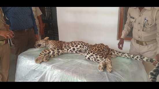 The carcass of the leopardess found in Navinnagar village, under the Matera police station area, on Friday (HT Photo) The carcass of the leopardess found in Navinnagar village, under the Matera police station area, on Friday (HT Photo)