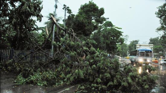A tree that collapsed after heavy rain and storm, in front of Raj Bhavan in Kolkata on Saturday. (PTI)