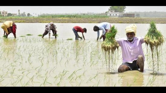 CM Bhagwant Mann’s Satoj village shows the way in adopting DSR paddy sowing method