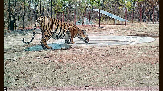 Tigress seen drinking water at a solar pump installed in Bandhavgarh Sanjay Dubri Corridor (BSDC) in MP. (HT ,METRO) Tigress seen drinking water at a solar pump installed in Bandhavgarh Sanjay Dubri Corridor (BSDC) in MP. (HT ,METRO)
