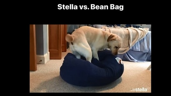The image, taken from the Instagram viral video, shows the dog trying to sit on a bean bag.(Instagram/@dognamedstella)