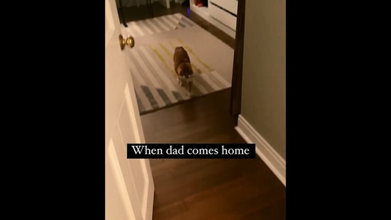 The image, taken from the Instagram video, shows the cat walking towards the door to meet her dad.(Instagram/@nellythetinycat)