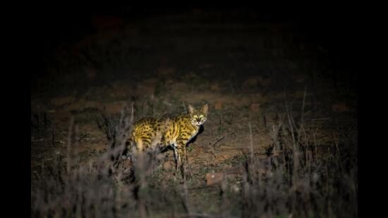 Mirzapur is a place for small mammals, especially wild cats. But, with every passing year, a bit of the wilderness vanishes as new development springs up (Kartik Singh)