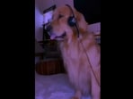 The Golden Retriever doggo who is also a DJ by night. (instagram/@marleyinnyc)