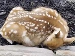 The sleepy little baby deer, asleep in a person's yard.&nbsp;