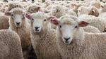 A total of 1,482 metric tonnes of wool was produced in Himachal last year. Chamba is the top wool producing district in the state, chalking an annual production of around 425 metric tonnes, while Kullu and Shimla produced around 249 and 196 metric tonnes of wool, respectively. (HT Photo) A total of 1,482 metric tonnes of wool was produced in Himachal last year. Chamba is the top wool producing district in the state, chalking an annual production of around 425 metric tonnes, while Kullu and Shimla produced around 249 and 196 metric tonnes of wool, respectively. (HT Photo)