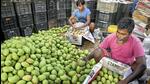 Never before had mango production been so low in Bihar in the last 50 years, says a scientist at BAU. (PTI) Never before had mango production been so low in Bihar in the last 50 years, says a scientist at BAU. (PTI)