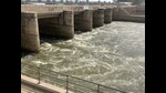 Authorities not in action mode as polluted water flows into Rajasthan, Punjab channels from Harike barrage (HT) Authorities not in action mode as polluted water flows into Rajasthan, Punjab channels from Harike barrage (HT)