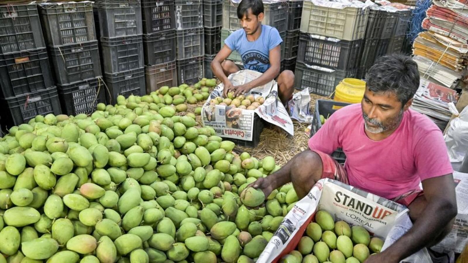 Heatwave conditions cause huge loss of mango crops in Bihar Hindustan