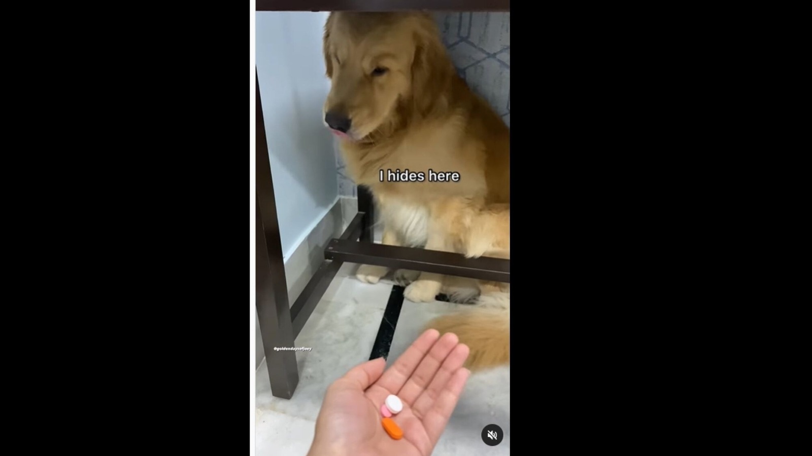 Dog hides beneath table when it sees medicines in human’s hand. Watch