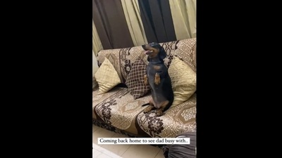 The dog poses like a pro during a photoshoot with its human. (blueeyedbadger_/Instagram) The dog poses like a pro during a photoshoot with its human. (blueeyedbadger_/Instagram)