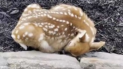 The sleepy little baby deer, asleep in a person's yard. (Reddit/@iheartgoobers) The sleepy little baby deer, asleep in a person's yard. (Reddit/@iheartgoobers)