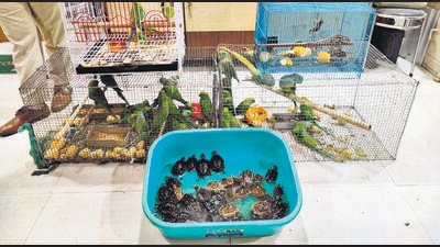 Between 2018 and 2020, at least 1,629 smugglers were apprehended along the Indo-Myanmar border. (HT PHOTO) Between 2018 and 2020, at least 1,629 smugglers were apprehended along the Indo-Myanmar border. (HT PHOTO)