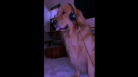 The Golden Retriever doggo who is also a DJ by night.&nbsp;(instagram/@marleyinnyc)