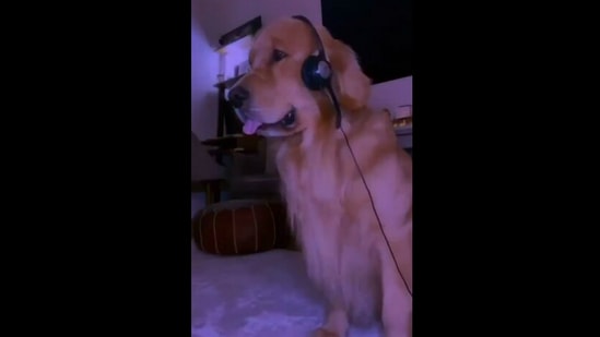 DJ doggo is here to make you dance to its beats. Watch hilarious