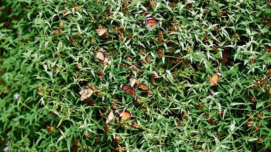 Butterflies at the Kamla Nehru Biodiversity Park. Sourced