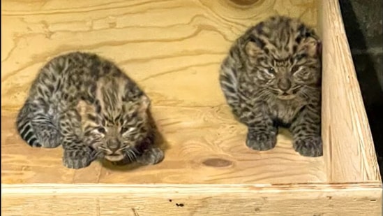 The two Amur leopard cubs who were born at the Saint Louis Zoo.&nbsp;(twitter/@stlzoo)